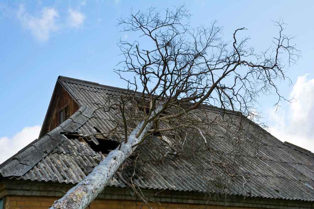 large tree has toppled across the roof