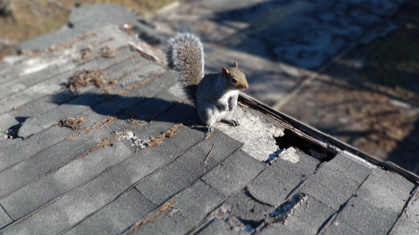Expert Wildlife Damage Control Wichita KS